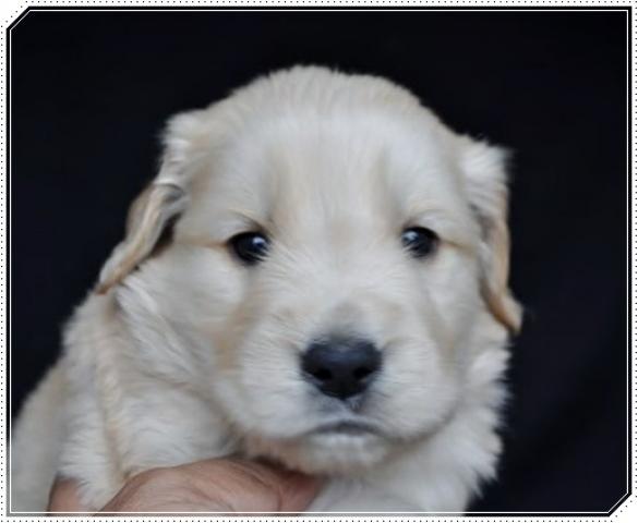 ゴールデンレトリーバー