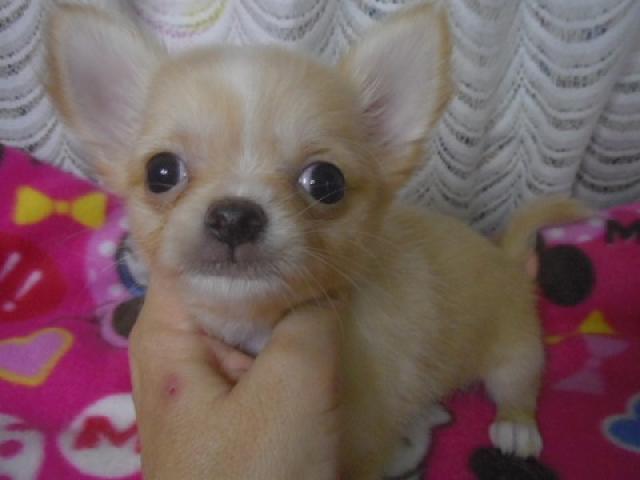 チワワ(ロングコート)