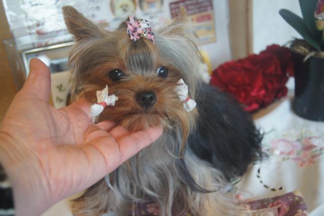 ヨークシャーテリア