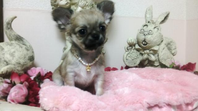 チワワ（ロングコート）