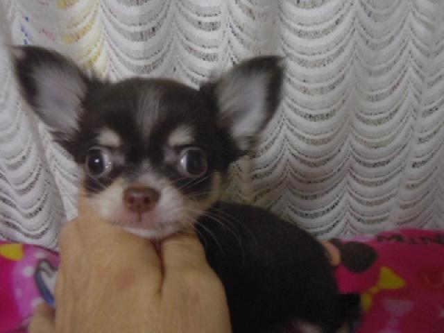 チワワ（ロングコート）