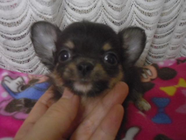 チワワ（ロングコート）