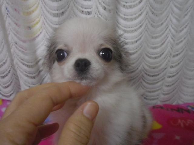 チワワ(ロングコート)