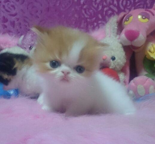 エキゾチックショートヘアー