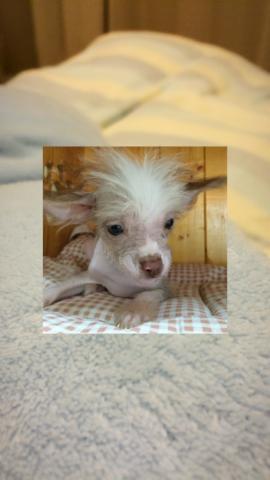 チャイニーズクレステッドドッグ