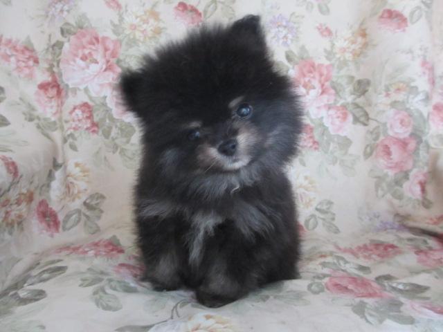 ポメラニアン
