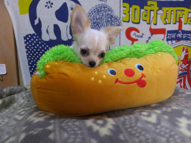 チワワ（ロングコート）