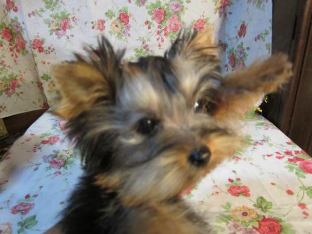 ヨークシャーテリア