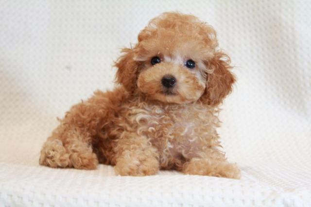 トイプードル