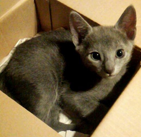 ロシアンブルー