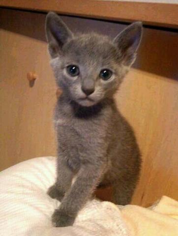 ロシアンブルー