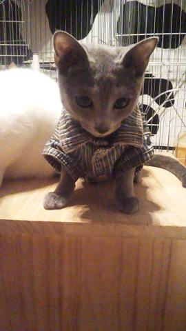 ロシアンブルー