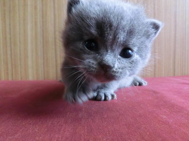 ブリティッシュショートヘア