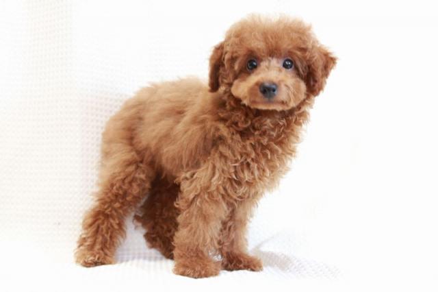 トイプードル