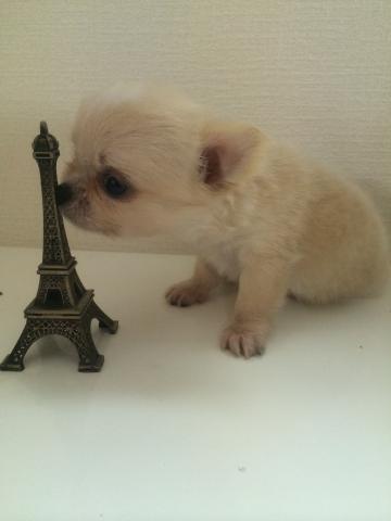 チワワ（ロングコート）