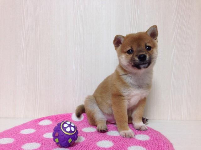 柴犬