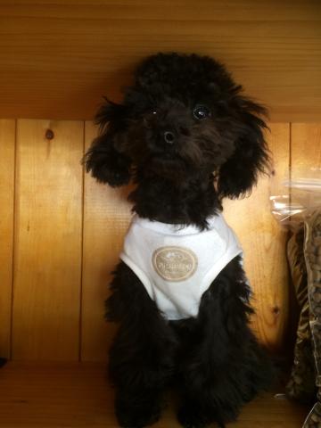 トイプードル