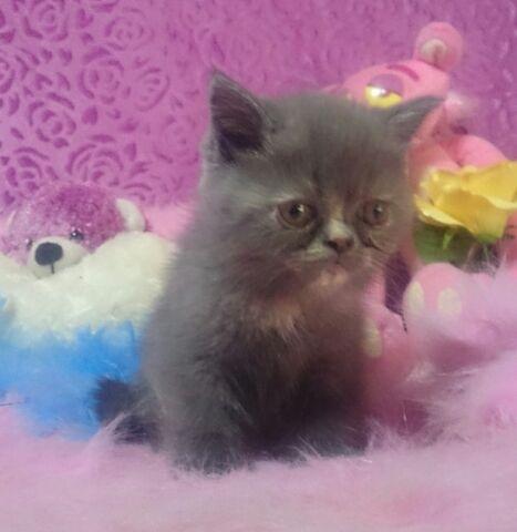 エキゾチックショートヘアー