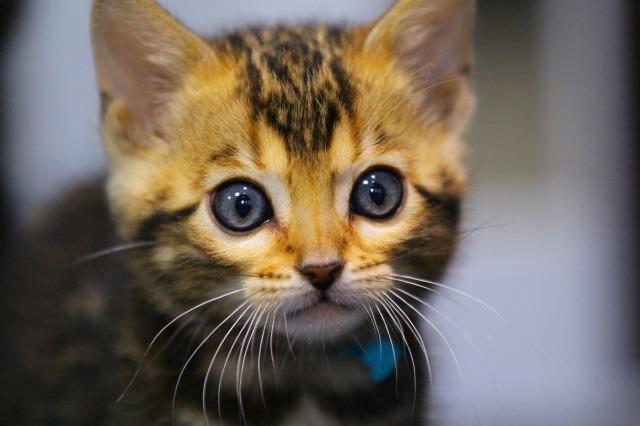 ベンガル　ブラウン・マーブルド・タビー