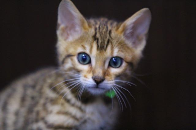 ベンガル　ブラウンロゼット