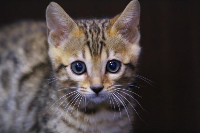 ベンガル　ブラウンロゼット