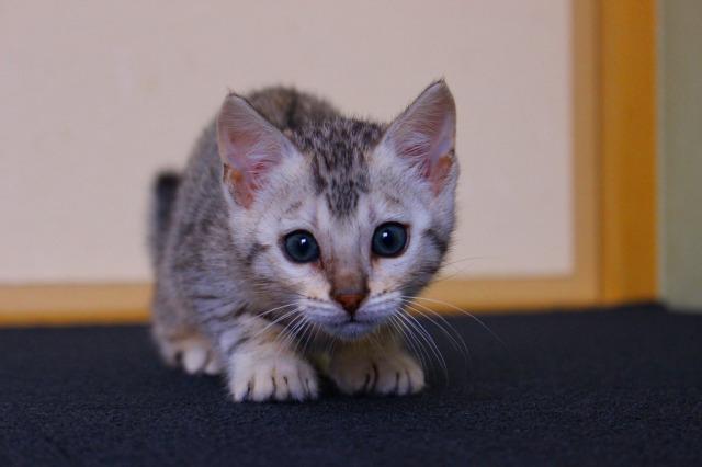 ベンガル　シルバー・スポテッド・タビー（ロゼット）