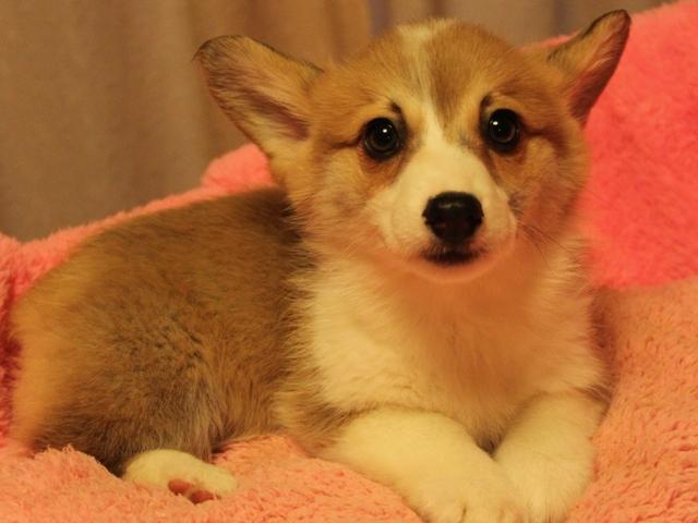 ウェルシュコーギーペンブローク