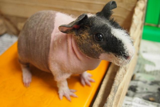 スキニーピッグ