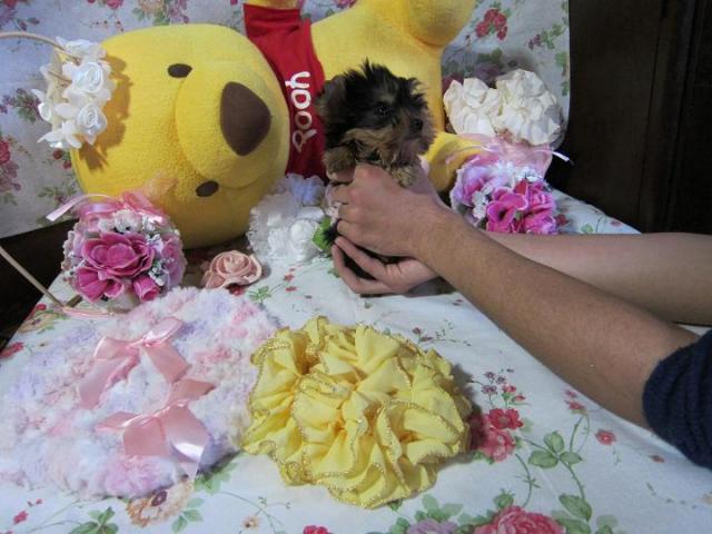 ヨークシャーテリア