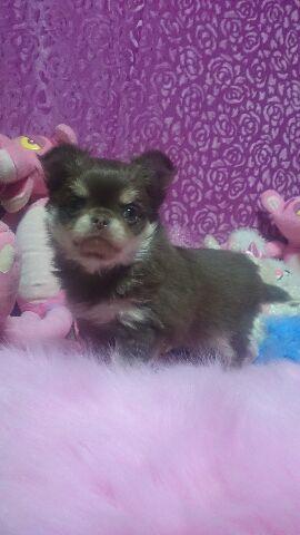 チワワ（ロングコート）