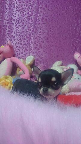 チワワ（スムースコート）