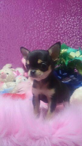 チワワ（スムースコート）