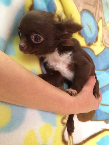 チワワ(ロングコート)