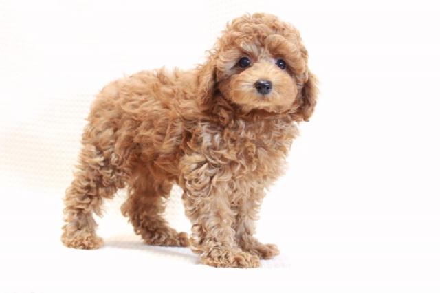 トイプードル