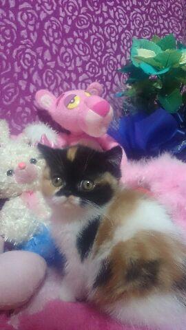 エキゾチックショートヘアー