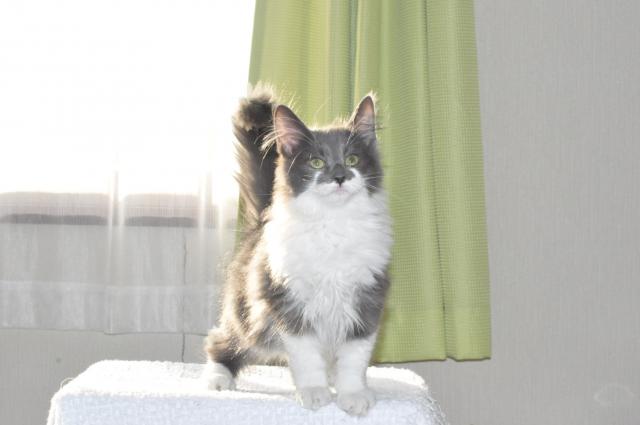 ノルウェージャンフォレストキャット