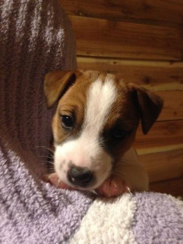 ジャックラッセルテリア