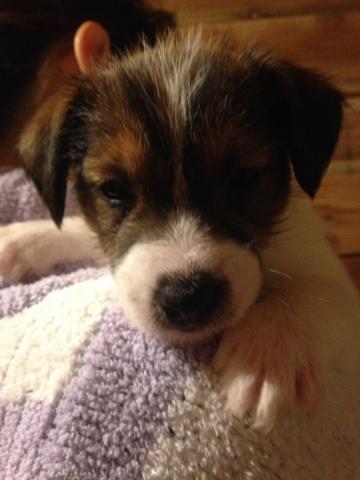 ジャックラッセルテリア