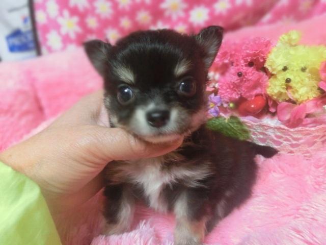 チワワ（ロングコート）