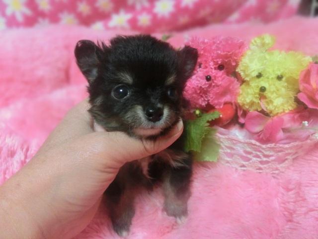 チワワ（ロングコート）