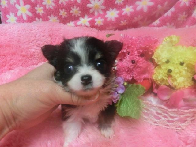 チワワ（ロングコート）