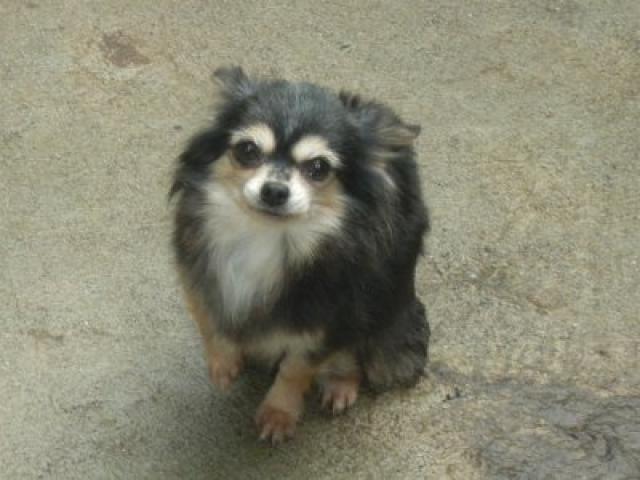 チワワ(ロングコート)