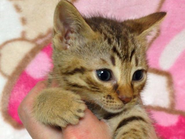 オシキャット