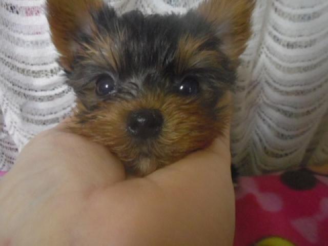 ヨークシャーテリア