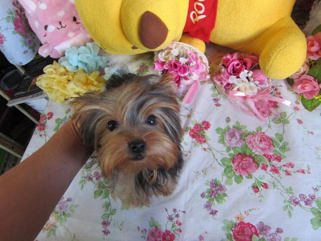 ヨークシャーテリア