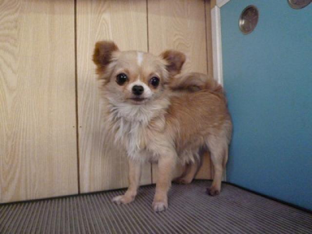 チワワ（ロングコート）