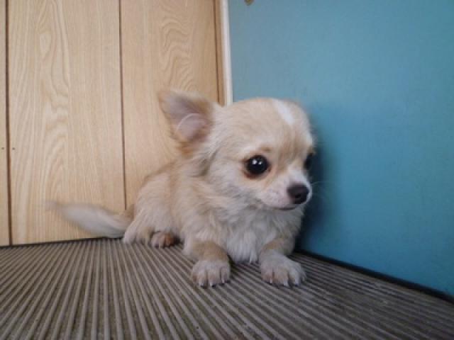 チワワ(ロングコート)