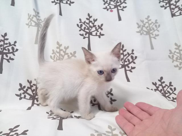 トンキニーズ - 子犬や子猫たちのペット販売情報が満載「ペット トンキニーズ - 子犬や子猫たちのペット販売情報が満載「ペット