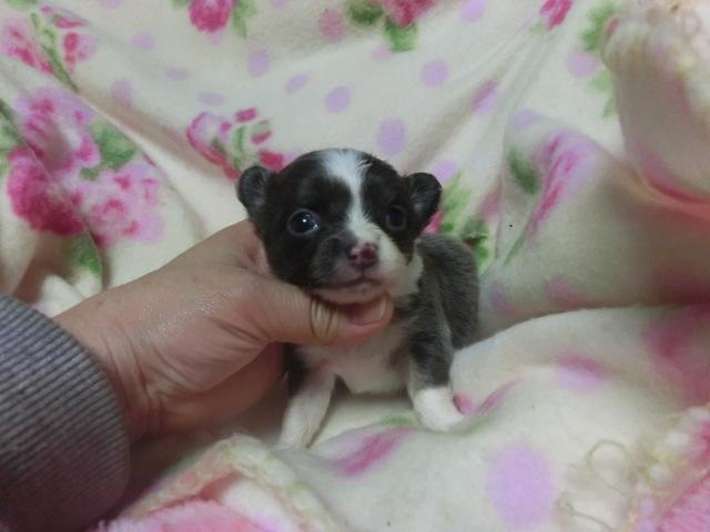 チワワ（ロングコート）