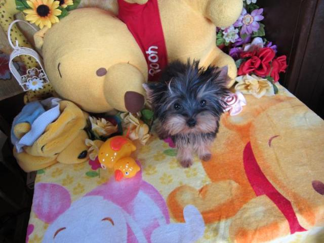 ヨークシャーテリア